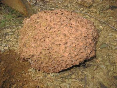 靈川桂山水庫發現地下型白蟻巢