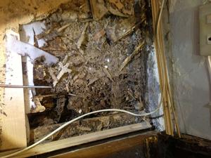 莆田市普遍家庭木地板被白蚁啃食后的现状